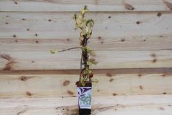 Hydrangea anomala petiolaris en maceta