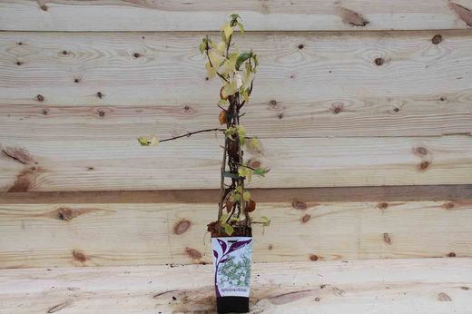 Hydrangea anomala petiolaris en maceta