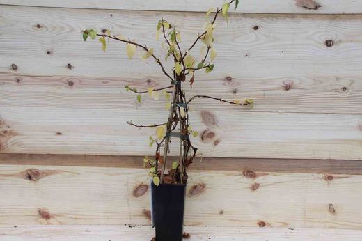 Hydrangea anomala petiolaris en maceta