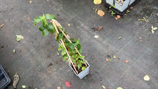 Hortênsia anomala petiolaris em vaso