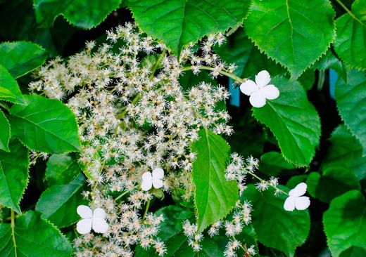 Hydrangea anomala petiolaris en maceta