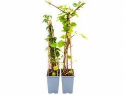 Hortênsia anomala petiolaris em vaso