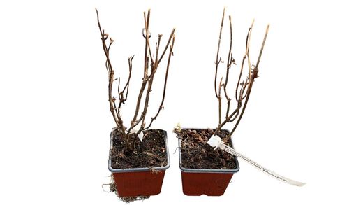 Hydrangea arborescens "Candybelle® bubblegum​"