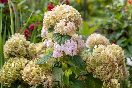 Hydrangea arborescens "Candybelle® bubblegum​"