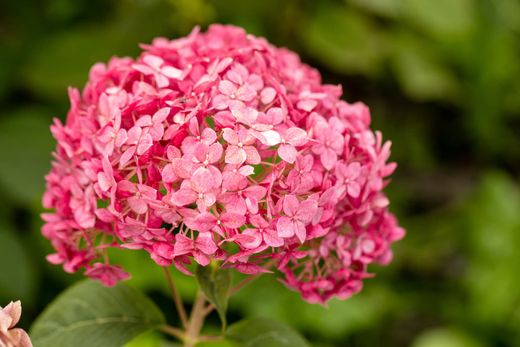 Hydrangea arborescens "Candybelle® bubblegum​"