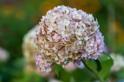 Hydrangea arborescens "Candybelle® bubblegum​"