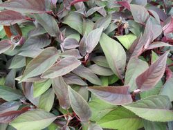 Hydrangea aspera "Hot chocolate" - hortensia