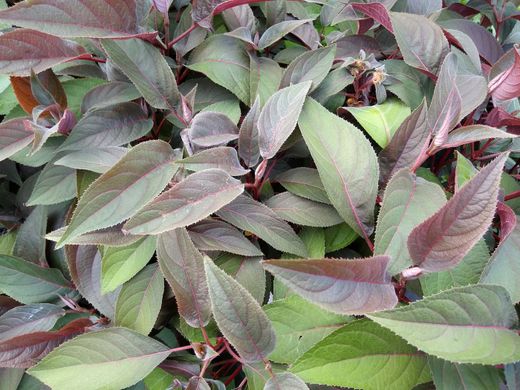 Hydrangea aspera "Hot chocolate" - hortensia
