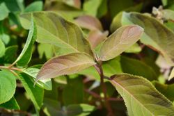 Hydrangea aspera "Hot chocolate" - hortensia
