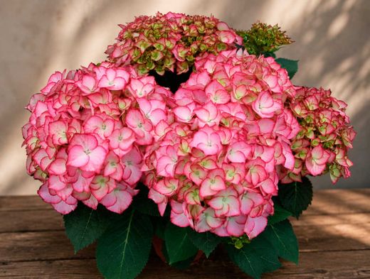 Hydrangea macrophylla Adula® Rosa
