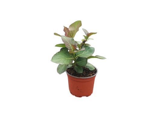 Hydrangea macrophylla Adula® Rosa