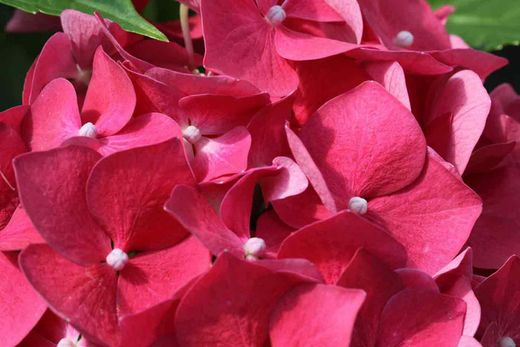 Hydrangea macrophylla "Hot Red" – hortênsia vermelha
