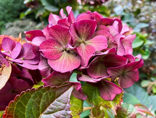 Hydrangea macrophylla "Hot Red" – hortênsia vermelha