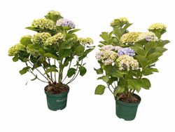 Hydrangea macrophylla "Magical Jewel Blue" – Hortensia azul