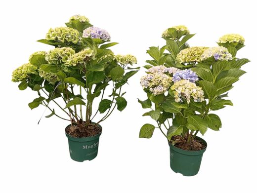 Hydrangea macrophylla "Magical Jewel Blue" – Hortensia azul