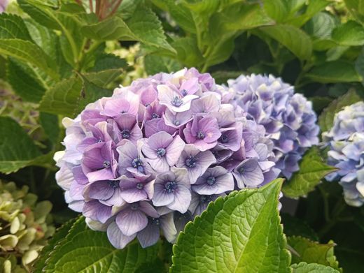 Hydrangea macrophylla "Magical Jewel Blue" – Hortensia azul
