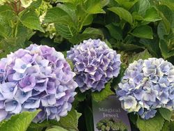 Hydrangea macrophylla "Magical Jewel Blue" – Hortensia azul