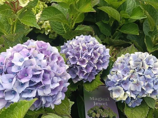 Hydrangea macrophylla "Magical Jewel Blue" – Hortensia azul
