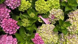 Hydrangea macrophylla 'Magical Jewel Pink' – Hortensia Rosa Compacta