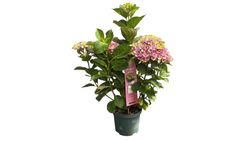 Hydrangea macrophylla 'Magical Jewel Pink' – Hortensia Rosa Compacta