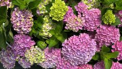 Hydrangea macrophylla 'Magical Jewel Pink' – Hortensia Rosa Compacta