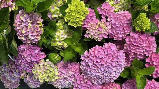 Hydrangea macrophylla 'Magical Jewel Pink' – Hortensia Rosa Compacta