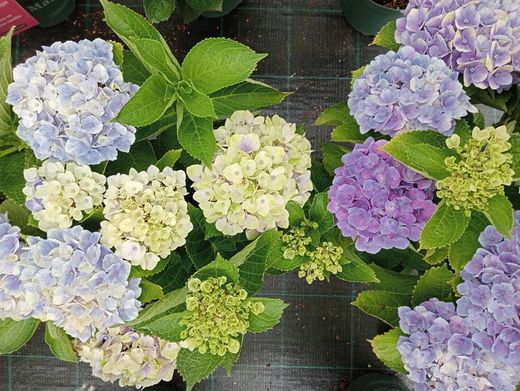 Hydrangea magical Amethyst blue