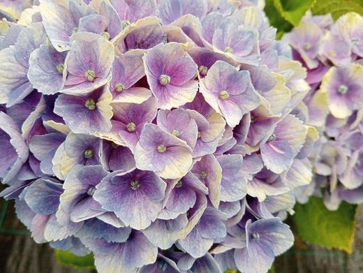 Hortensia magique bleu améthyste