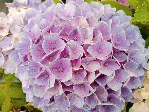 Hydrangea magical Amethyst blue