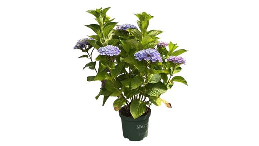 Hydrangea magical Amethyst blue