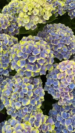 Hydrangea magical Amethyst blue
