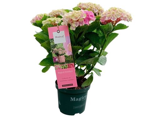 Hortênsia mágica "Rosa Ametista"