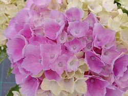 Hortênsia mágica "Rosa Ametista"