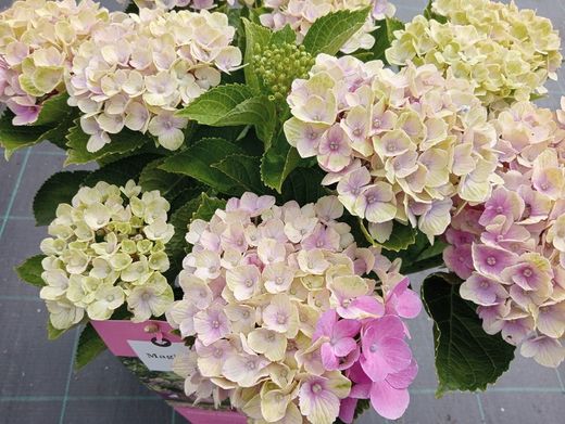 Hortênsia mágica "Rosa Ametista"