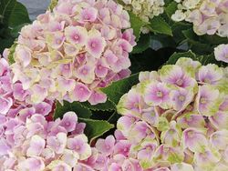 Hortênsia mágica "Rosa Ametista"