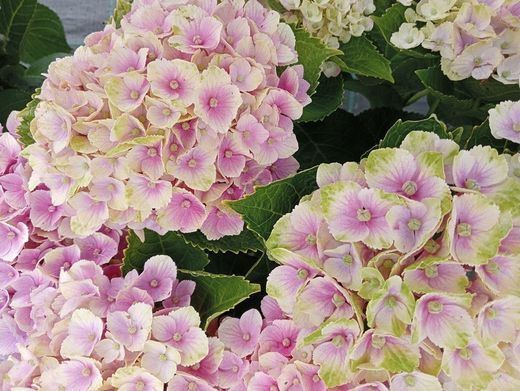Hortênsia mágica "Rosa Ametista"