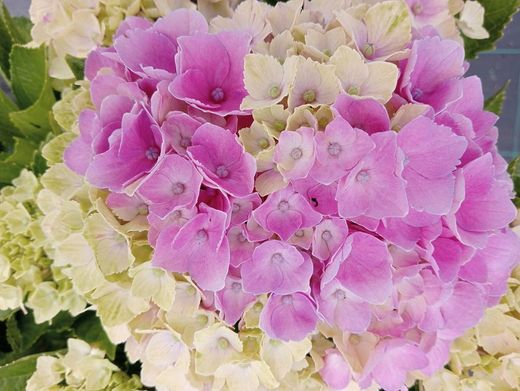 Hortênsia mágica "Rosa Ametista"