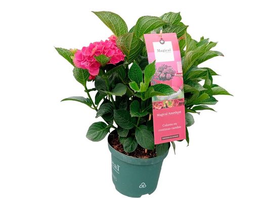 Hortênsia mágica "Vermelho Ametista"