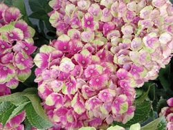 Hortênsia mágica "Vermelho Ametista"