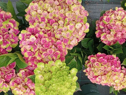 Hortênsia mágica "Vermelho Ametista"