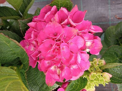 Hortênsia mágica "Vermelho Ametista"