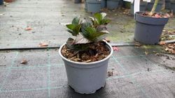 Hortênsia mágica "Vermelho Ametista"