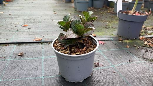 Hortênsia mágica "Vermelho Ametista"