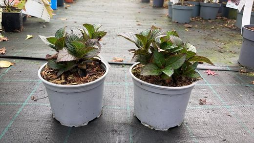 Hortênsia mágica "Vermelho Ametista"