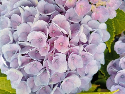 Hortensia magique Evolution bleu