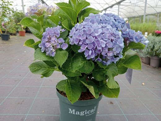 Hortensia magique Evolution bleu