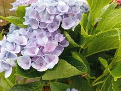 Hortensia magique Evolution bleu