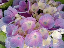 Hortensia magique Evolution bleu