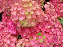 Hydrangea magical Greenfire Red (flor roja rosada)