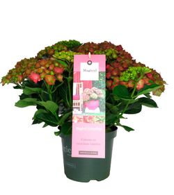 Hydrangea magical Greenfire Red (flor roja rosada)
